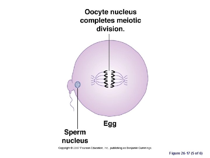 Figure 26 -17 (5 of 6) 