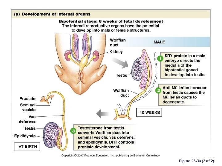 Figure 26 -3 a (2 of 2) 