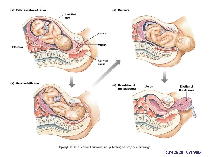 Figure 26 -20 - Overview 