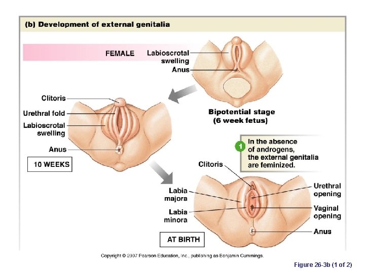 Figure 26 -3 b (1 of 2) 