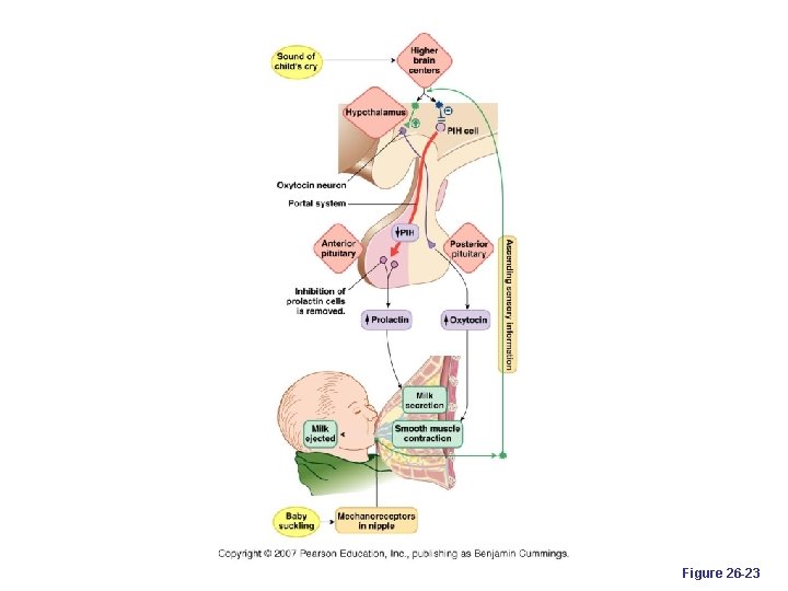 Figure 26 -23 