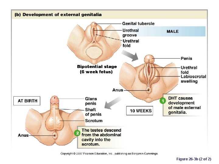 Figure 26 -3 b (2 of 2) 