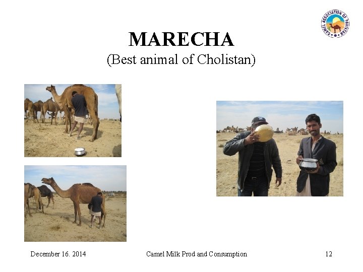 MARECHA (Best animal of Cholistan) December 16. 2014 Camel Milk Prod and Consumption 12