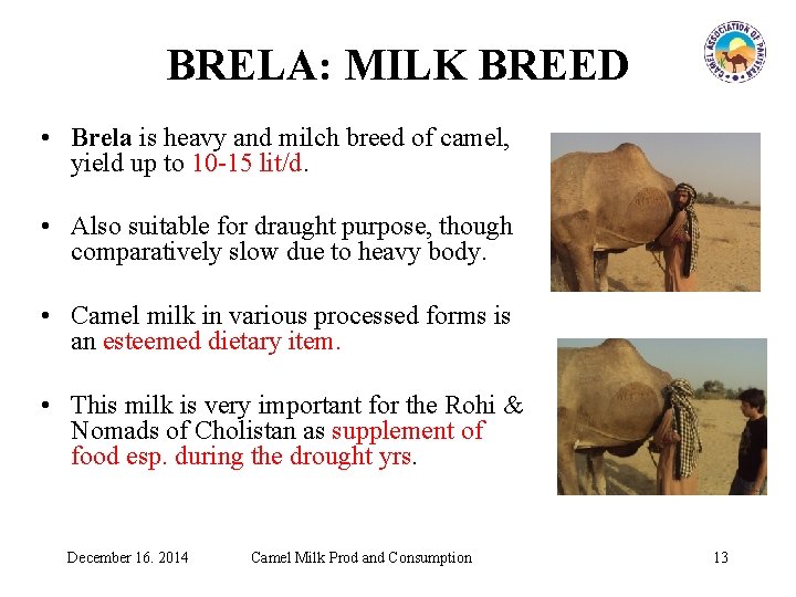 BRELA: MILK BREED • Brela is heavy and milch breed of camel, yield up