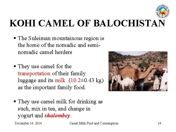 KOHI CAMEL OF BALOCHISTAN § The Suleiman mountainous region is the home of the