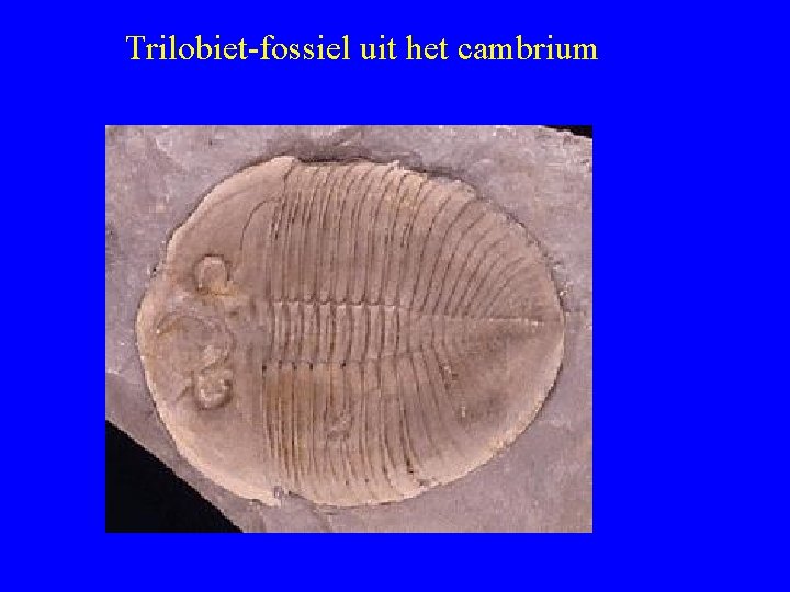 Trilobiet-fossiel uit het cambrium 