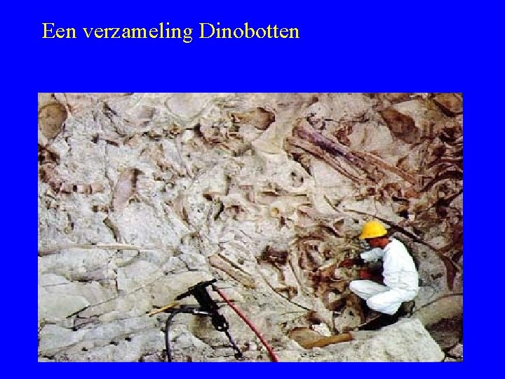 Een verzameling Dinobotten 