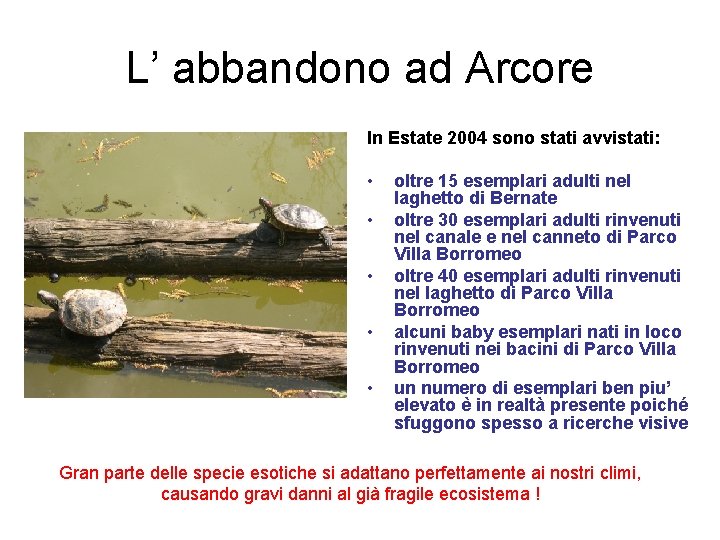 L’ abbandono ad Arcore In Estate 2004 sono stati avvistati: • • • oltre