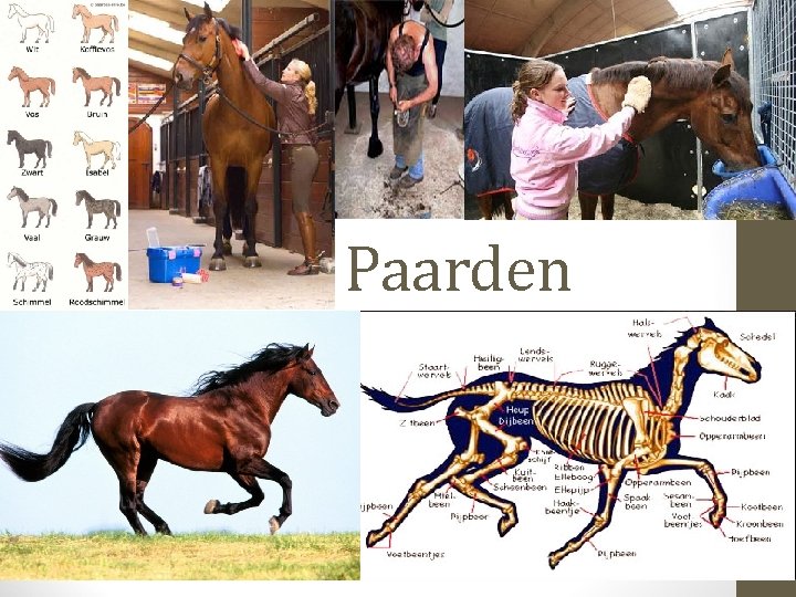 Paarden 