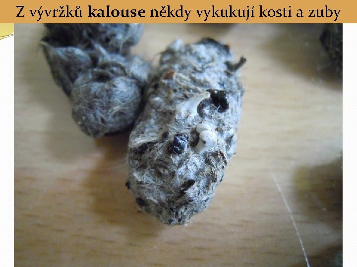 Z vývržků kalouse někdy vykukují kosti a zuby 