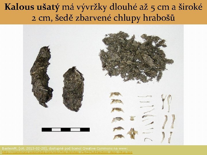 Kalous ušatý má vývržky dlouhé až 5 cm a široké 2 cm, šedě zbarvené