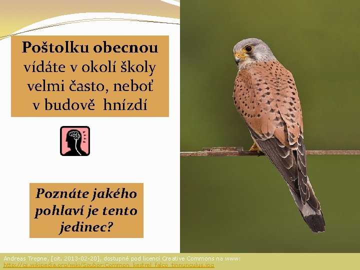 Poštolku obecnou vídáte v okolí školy velmi často, neboť v budově hnízdí Poznáte jakého