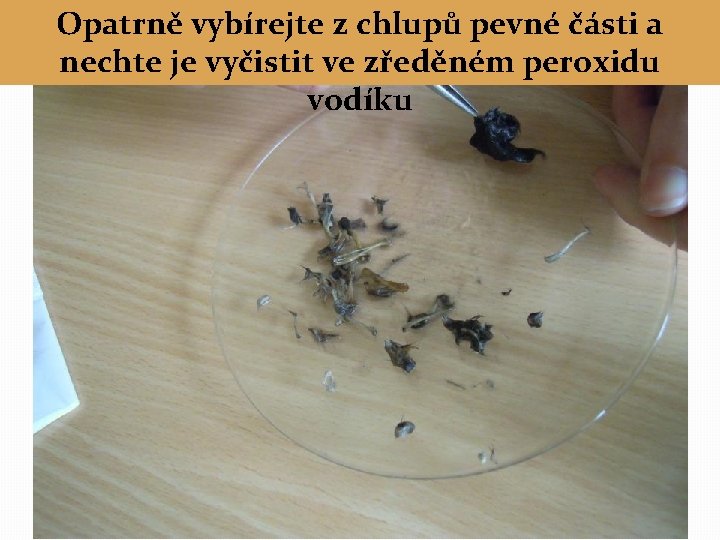 Opatrně vybírejte z chlupů pevné části a nechte je vyčistit ve zředěném peroxidu vodíku