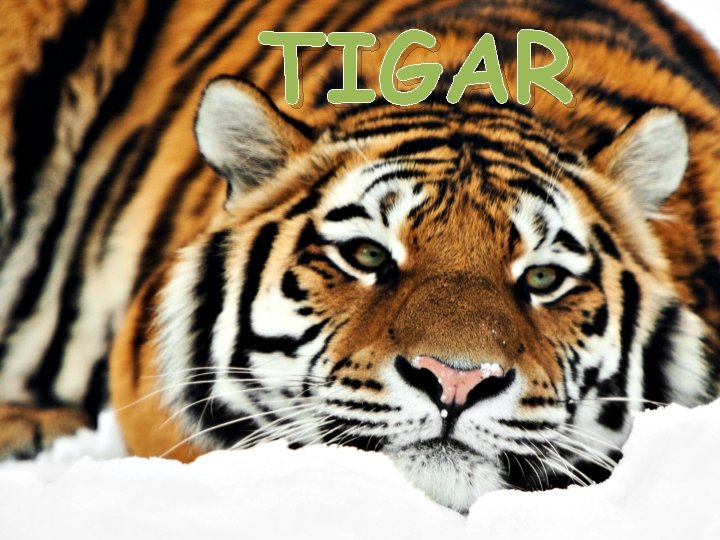 TIGAR 