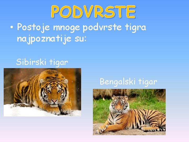 PODVRSTE • Postoje mnoge podvrste tigra najpoznatije su: Sibirski tigar Bengalski tigar 