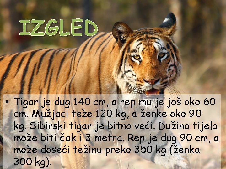 IZGLED • Tigar je dug 140 cm, a rep mu je još oko 60