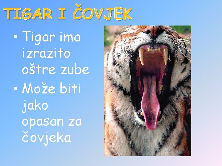 TIGAR I ČOVJEK • Tigar ima izrazito oštre zube • Može biti jako opasan