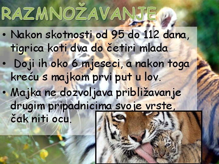 RAZMNOŽAVANJE • Nakon skotnosti od 95 do 112 dana, tigrica koti dva do četiri
