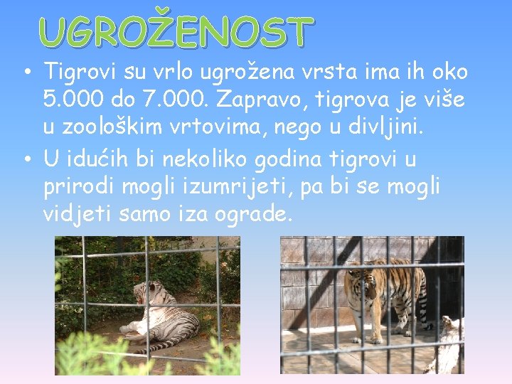 UGROŽENOST • Tigrovi su vrlo ugrožena vrsta ima ih oko 5. 000 do 7.