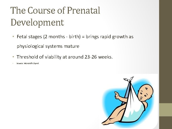 The Course of Prenatal Development • Fetal stages (2 months - birth) = brings