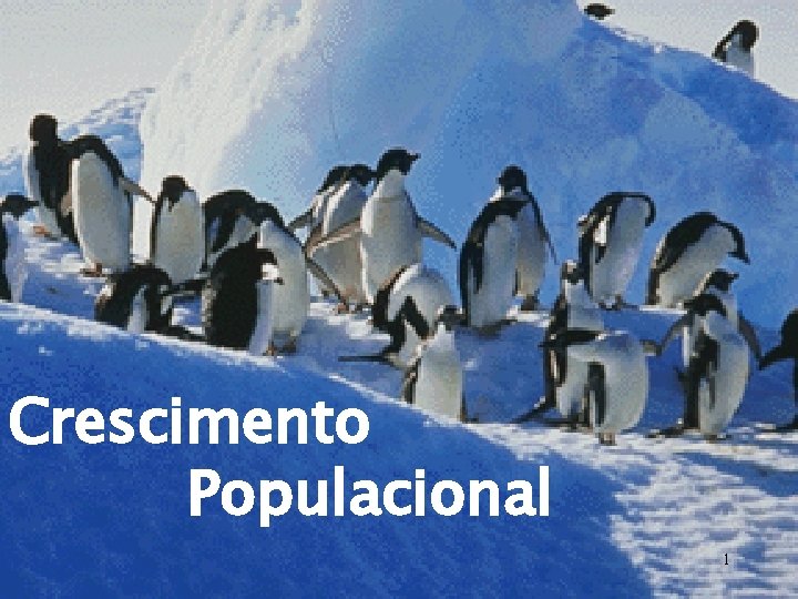 Crescimento Populacional 1 