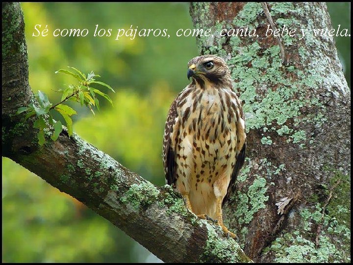 Sé como los pájaros, come, canta, bebe y vuela. 