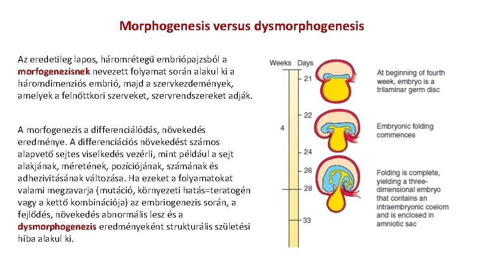 Morphogenesis versus dysmorphogenesis Az eredetileg lapos, háromrétegű embriópajzsból a morfogenezisnek nevezett folyamat során alakul