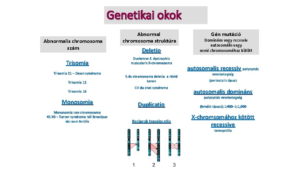 Genetikai okok Abnormalis chromosoma szám Trisomia 21 – Down syndroma Trisomia 13 Trisomia 18