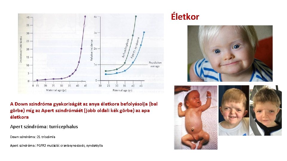 Életkor A Down szindróma gyakoriságát az anya életkora befolyásolja (bal görbe) míg az Apert