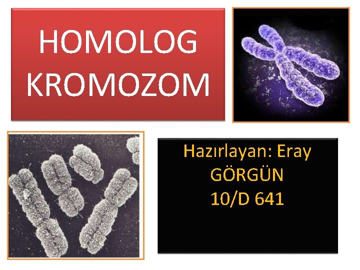 HOMOLOG KROMOZOM Hazırlayan: Eray GÖRGÜN 10/D 641 