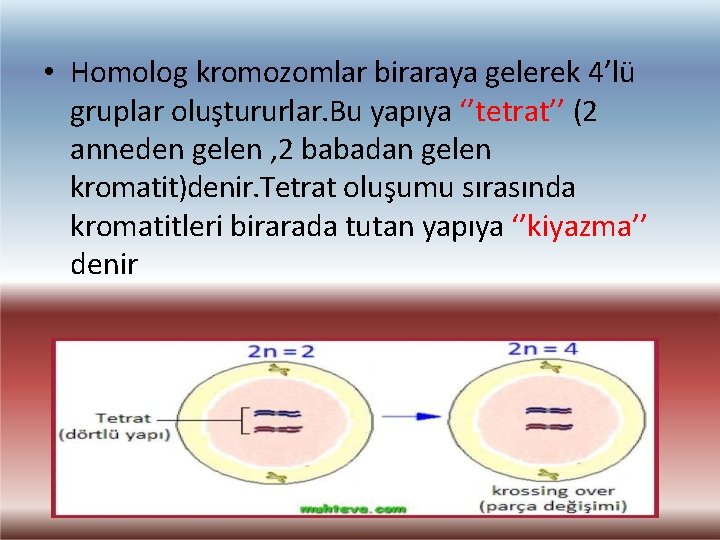  • Homolog kromozomlar biraraya gelerek 4’lü gruplar oluştururlar. Bu yapıya ‘’tetrat’’ (2 anneden