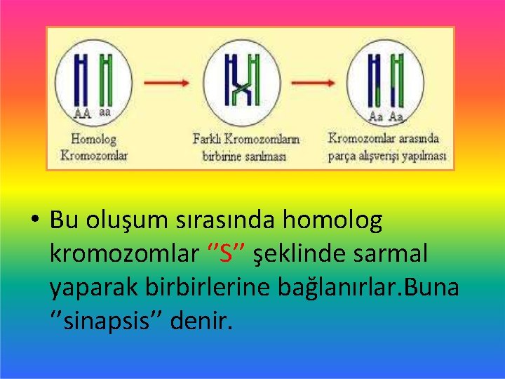  • Bu oluşum sırasında homolog kromozomlar ‘’S’’ şeklinde sarmal yaparak birbirlerine bağlanırlar. Buna