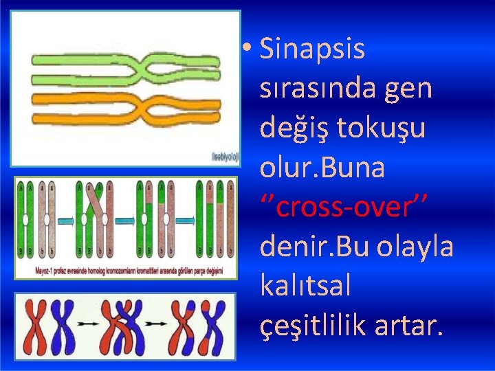  • Sinapsis sırasında gen değiş tokuşu olur. Buna ‘’cross-over’’ denir. Bu olayla kalıtsal