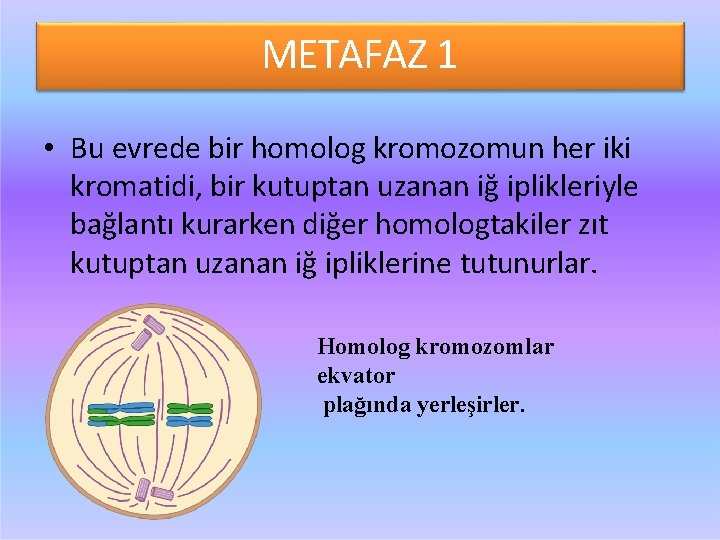 METAFAZ 1 • Bu evrede bir homolog kromozomun her iki kromatidi, bir kutuptan uzanan