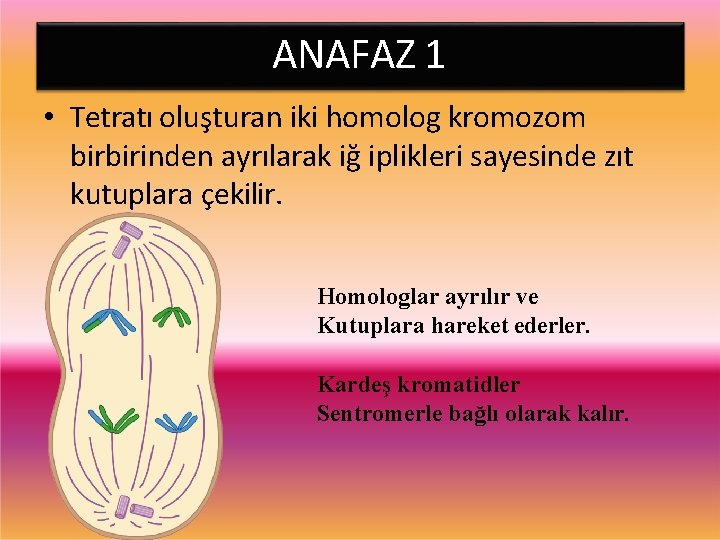 ANAFAZ 1 • Tetratı oluşturan iki homolog kromozom birbirinden ayrılarak iğ iplikleri sayesinde zıt