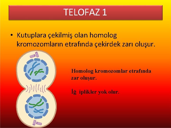 TELOFAZ 1 • Kutuplara çekilmiş olan homolog kromozomların etrafında çekirdek zarı oluşur. Homolog kromozomlar