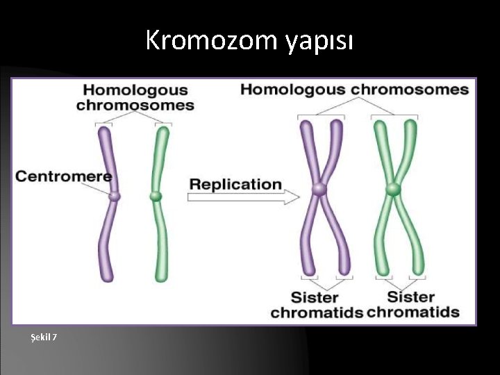 Kromozom yapısı Şekil 7 