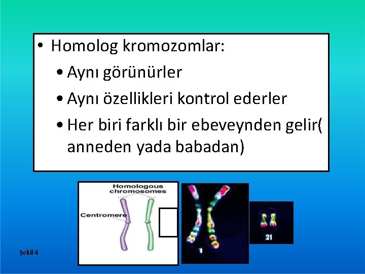  • Homolog kromozomlar: • Aynı görünürler • Aynı özellikleri kontrol ederler • Her