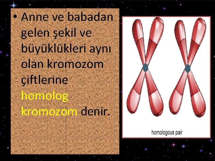  • Anne ve babadan gelen şekil ve büyüklükleri aynı olan kromozom çiftlerine homolog