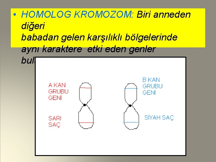  • HOMOLOG KROMOZOM: Biri anneden diğeri babadan gelen karşılıklı bölgelerinde aynı karaktere etki