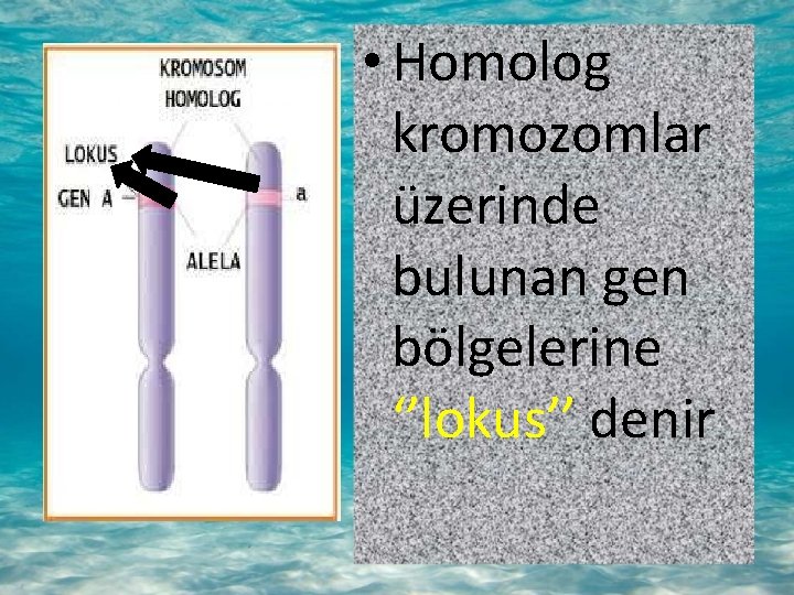  • Homolog kromozomlar üzerinde bulunan gen bölgelerine ‘’lokus’’ denir 