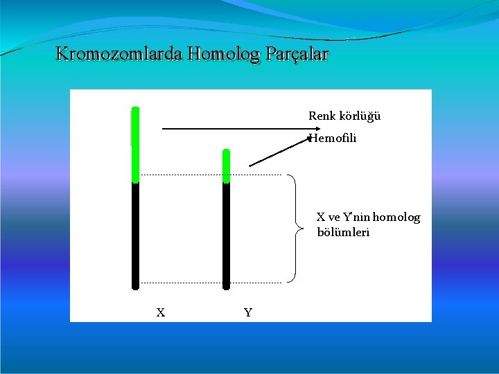 Kromozomlarda Homolog Parçalar Renk körlüğü Hemofili X ve Y’nin homolog bölümleri X Y 