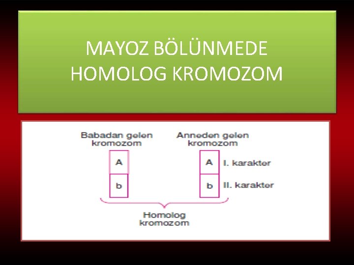 MAYOZ BÖLÜNMEDE HOMOLOG KROMOZOM 