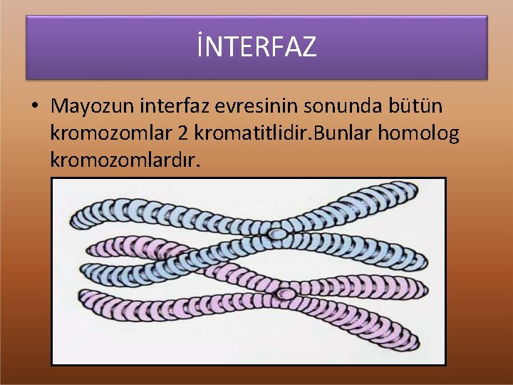 İNTERFAZ • Mayozun interfaz evresinin sonunda bütün kromozomlar 2 kromatitlidir. Bunlar homolog kromozomlardır. 