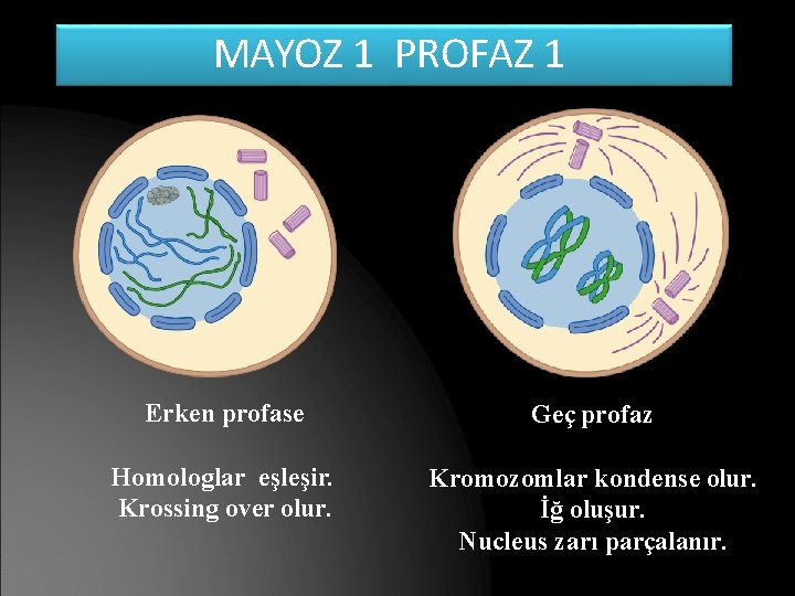 MAYOZ 1 PROFAZ 1 Erken profase Geç profaz Homologlar eşleşir. Krossing over olur. Kromozomlar