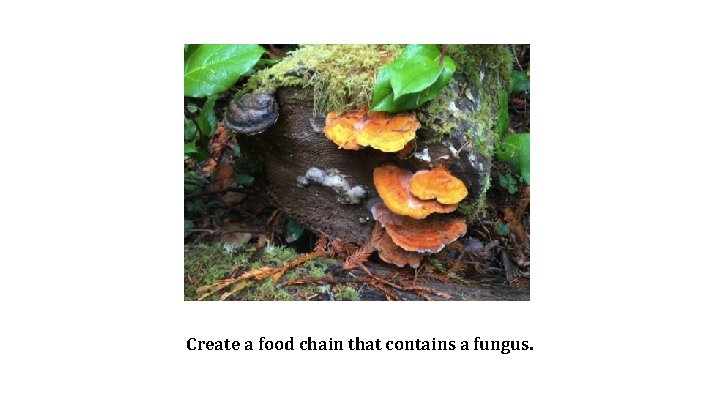 Create a food chain that contains a fungus. 