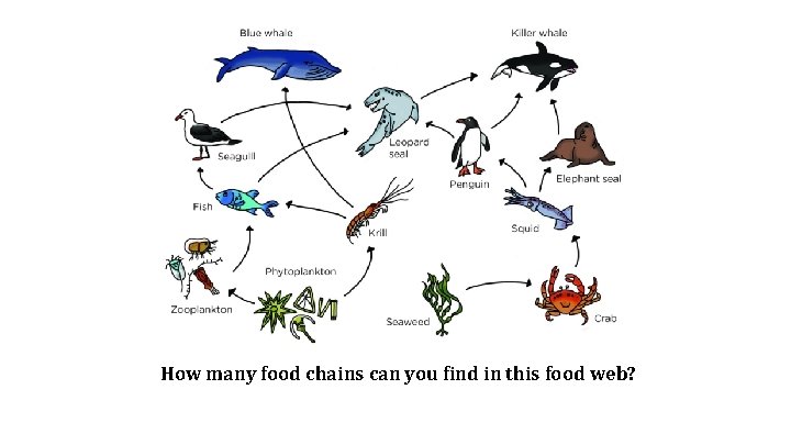 How many food chains can you find in this food web? 