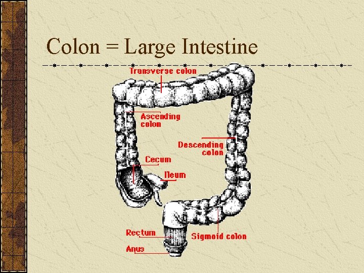 Colon = Large Intestine 