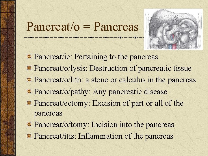 Pancreat/o = Pancreas Pancreat/ic: Pertaining to the pancreas Pancreat/o/lysis: Destruction of pancreatic tissue Pancreat/o/lith: