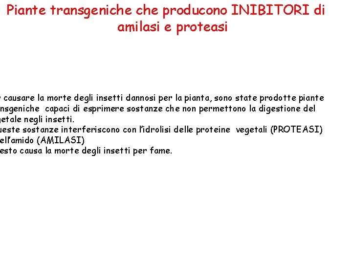 Piante transgeniche producono INIBITORI di amilasi e proteasi r causare la morte degli insetti